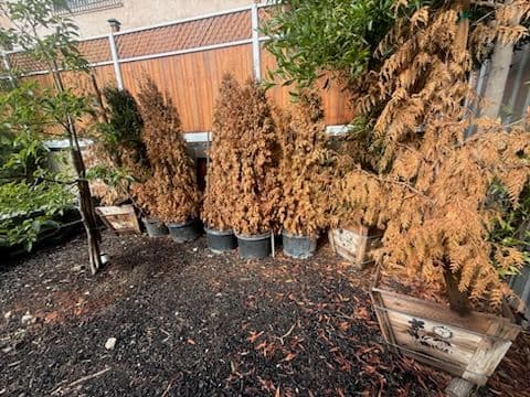 Revamp Your Patio with Our Expert Dead Tree Removal Service image