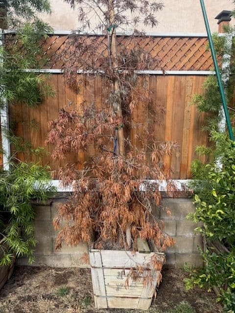 Gallery photos for Revamp Your Patio with Our Expert Dead Tree Removal Service: Image #1
