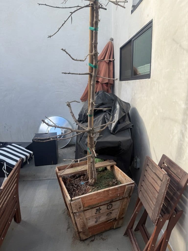 Gallery photos for Revamp Your Patio with Our Expert Dead Tree Removal Service: Image #2