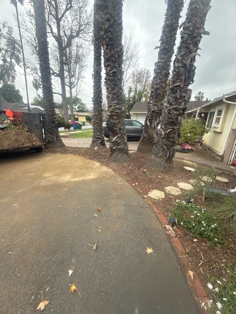 Gallery photos for Efficient Yard Cleanup in Canoga Park: Image #1